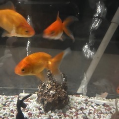 金魚　津軽錦