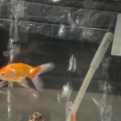 金魚　津軽錦の画像
