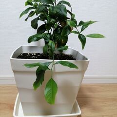 レモンの木