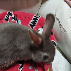 ネザーランドドワーフ3歳♂