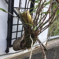 セッコク　赤の画像