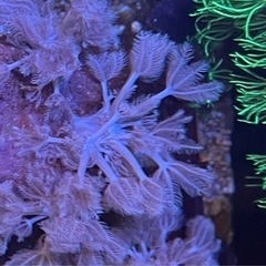 パクパクウミアザミサンゴ(海水魚)ラインプロック約5cm