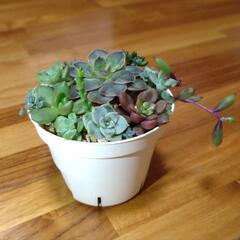 多肉植物　ミニ寄せ植え