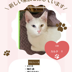 🍓筑紫野ベレッサほご猫譲渡会🍓 ⚫︎5月11日🐾11時から15時🐈‍⬛