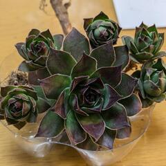 センペルビウム　6つセット