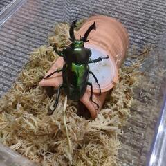 クワガタ