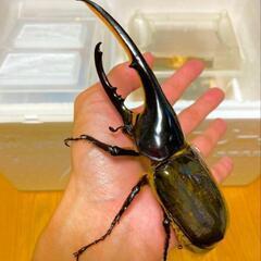 🎏🌈楽しんごさんも応援する❗️わいわい市で開催する地域貢献活動案内🎏🌈