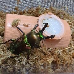 クワガタ