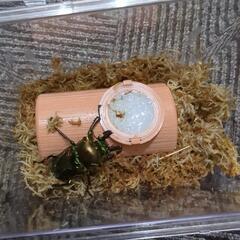 ニジイロクワガタの画像