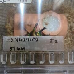 ニジイロクワガタの画像