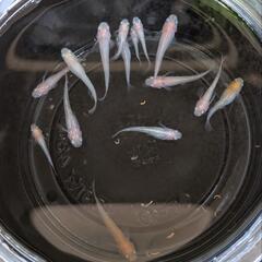 ピンクラメメダカ５匹＆ミナミヌマエビ５匹＆水草３本のセット