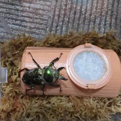 クワガタ