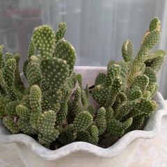 バニーカクタス　多肉植物　サボテンの画像
