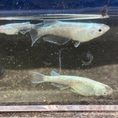 すみれ、プラチナダイヤめだか