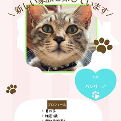 🍓5月11日(日)🍓筑紫野ベレッサほご猫譲渡会🐾11時から15時