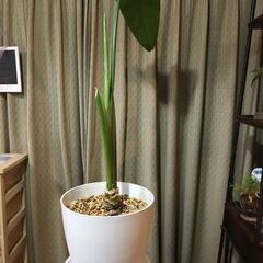 無料　土も両方持って行ってくれる方優先　オーガスタ観葉植物　 (...