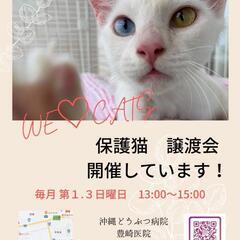 😺保護猫 譲渡会🐱　次回は5/18