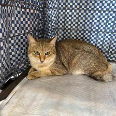 😺保護猫 譲渡会🐱　次回は5/18 - 豊見城市