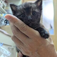 😺保護猫 譲渡会🐱　次回は5/18 − 沖縄県