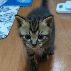 😺保護猫 譲渡会🐱　次回は5/18 - イベント