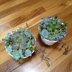 多肉植物　ミニ寄せ植え