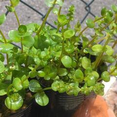 ロタラ ロトンディフォリアひと鉢🌱水草水上葉