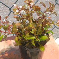 ルドウィジアspスーパーレッドひと鉢①🌱水上葉水草浮き草