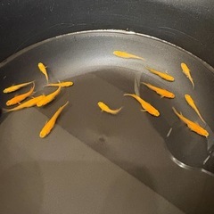 紅帝　メダカ　めだかの画像