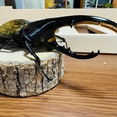 ヘラクレスオオカブト