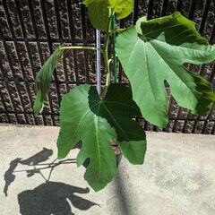 イチジク くろあま 2年目苗木
