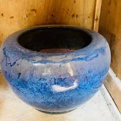 メダカってました。水鉢になります。