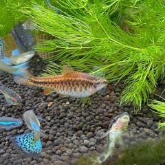 チェリーバルブ　1匹
