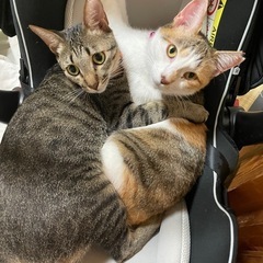 三毛猫×キジ猫 姉妹