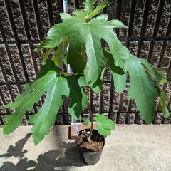 イチジク バナーネ 2年目苗木