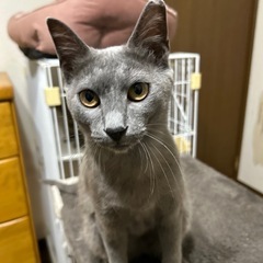《お話し合い中》グレー　オス　生後9〜10ヶ月 - 猫