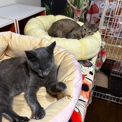 《お話し合い中》グレー　オス　生後9〜10ヶ月 − 香川県
