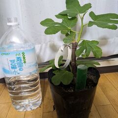 いちじく　イチジク　ルージュボルドー　挿し木苗　発根済の画像