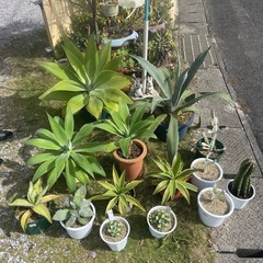 問合せ多数！観葉植物！ドライガーデン！ロックガーデン！¥1000～
