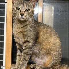《お話し合い中》麦わら柄　メス　 - 猫