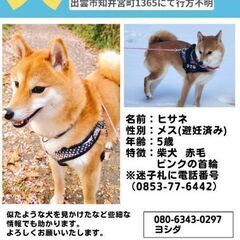 【解決済】出雲市で柴犬を探しています