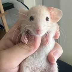 ダッフィーの里親さんになってくれる方