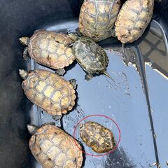 ニホンイシガメ捕獲個体