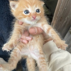 子猫保護しております。(一度募集停止致します)