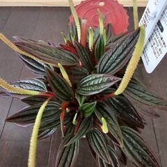 ペペロミア・ロッソ　缶詰型の鉢ごと　観葉植物の画像