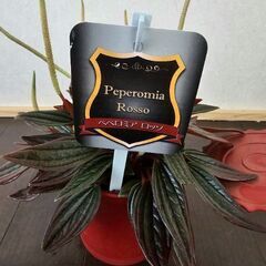 ペペロミア・ロッソ　缶詰型の鉢ごと　観葉植物の画像