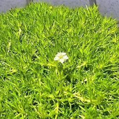 サギナ『アイリッシュモス』　モフリッチ　素焼き鉢ごと　観葉植物の画像