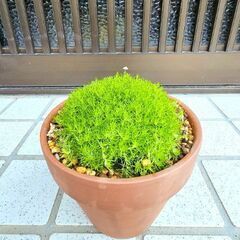 サギナ『アイリッシュモス』　モフリッチ　素焼き鉢ごと　観葉植物