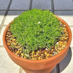 サギナ『アイリッシュモス』　モフリッチ　素焼き鉢ごと　観葉植物の画像