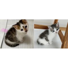 里親募集、野良猫が産んだ子猫、オス1匹、メス1匹