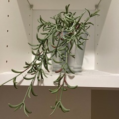 イケア　フェイクグリーンの画像